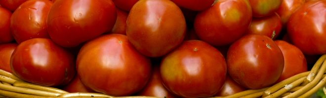 mpfg101 tomato varities