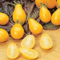 tomato yellow pear heirloom variety