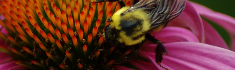 Bee on Echinacea Perennial Pollinator sized