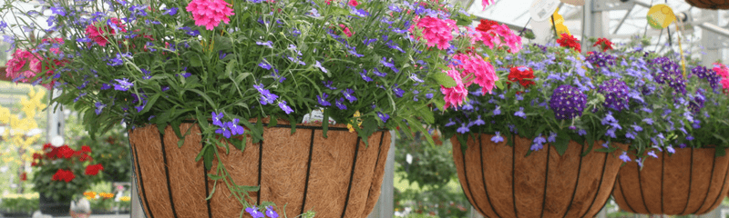 Hanging baskets website header