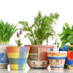 mpf-plants-basketscontainers