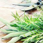 mpf-plants-herbs