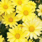 mpf-plants-packannuals
