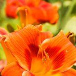 mpf-plants-perennials