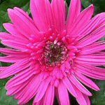 mpf-plants-specialtyannuals