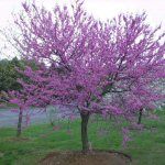 mpf-plants-treesshrubs