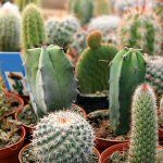 mpf-plants-tropicals