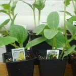 mpf-plants-vegtransplants