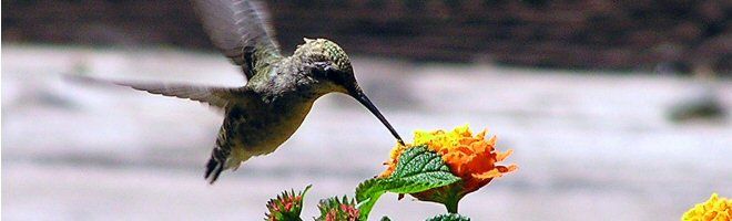 mpfg101-hummingbird