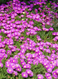 Delosperma