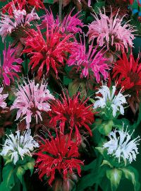 Monarda bee blam panorama mix sized