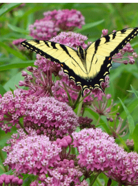 butterfly milkweed perennial sized