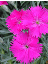 dianthus neon star perennial sized