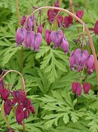 dicentra bleeding heart