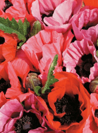 fruit punch poppy sized