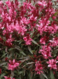 gaura petite pink sized