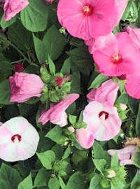 hibiscus luna series