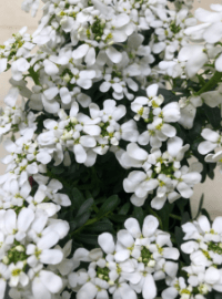 iberis perennial sized