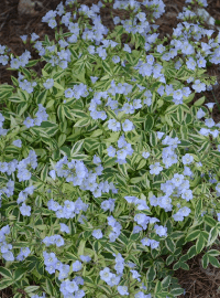 jacobs ladder stairway to heaven perennial sized