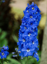 larkspur blue butterfly delphinium perenial sized