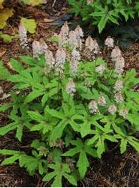 perennial foamflower