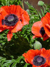 prince of orange poppy sized