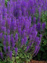 salvia may night 68eb5bb8f27fe459fc1b66fbdb7d1dd0