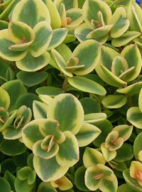 sedum lime twister perennial sized