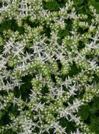 sedum ternatum 2 perennial sized