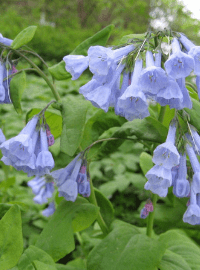 virginia bluebells perennial sized