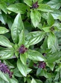 Boxwood Basil