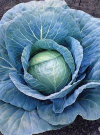 Hybrid Cabbage Blue Vantage