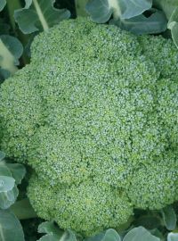 Broccoli Green Magic