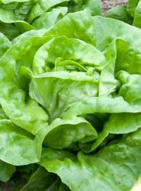  Buttercrunch / Boston Lettuce
