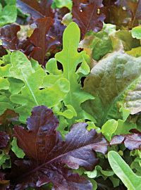 Gourmet Blend - Allstar Mix Lettuce
