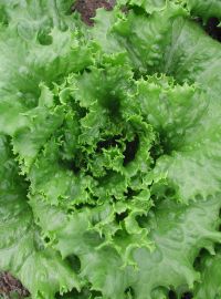Green Leaf Lettuce - Two Star Lettuce