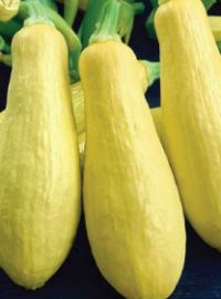 Yellow Straightneck Squash
