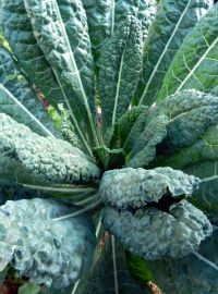  Kale Dinosaur / Toscano