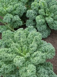 Kale Winterbor