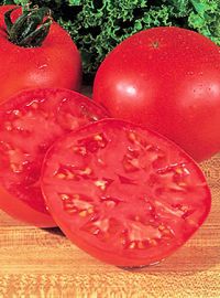  Big Boy Hybrid Tomato