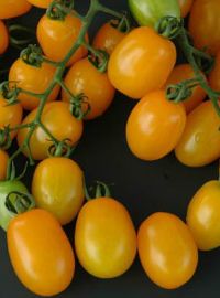 Solid Gold Grape Yellow Tomato