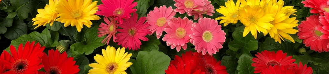 Seasonal plants at Miller Plant Farm