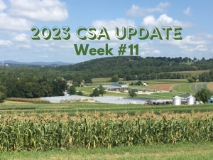 2023 CSA Week #11 Update