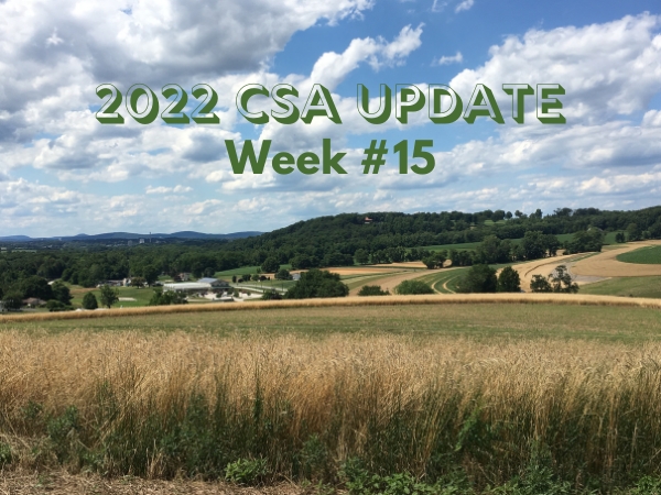 2022 CSA Week #15 Update