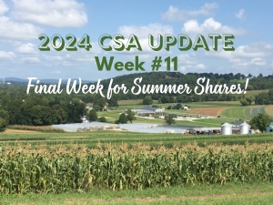 2024 CSA Week #11 Update