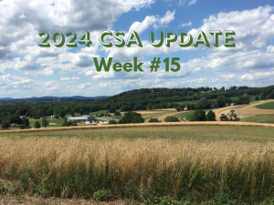 2024 CSA Week #15 Update