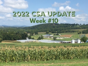 2022 CSA Week #10 Update