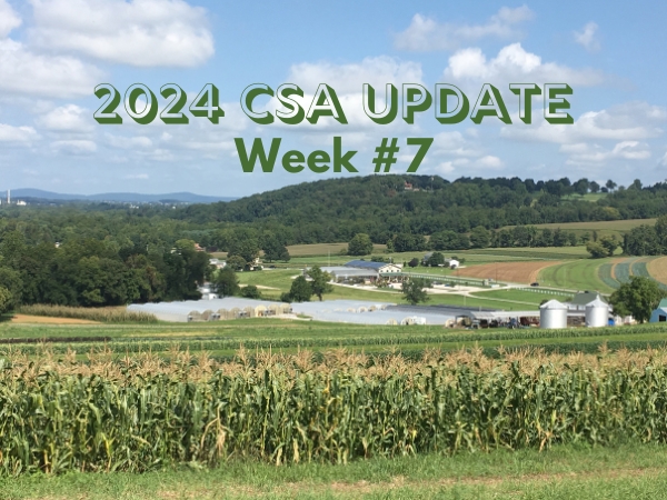 2024 CSA Week #7 Update