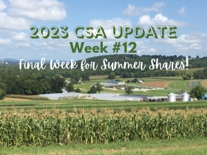 2024 CSA Week #12 Update