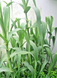 Arundo donax / Giant Reed Grass